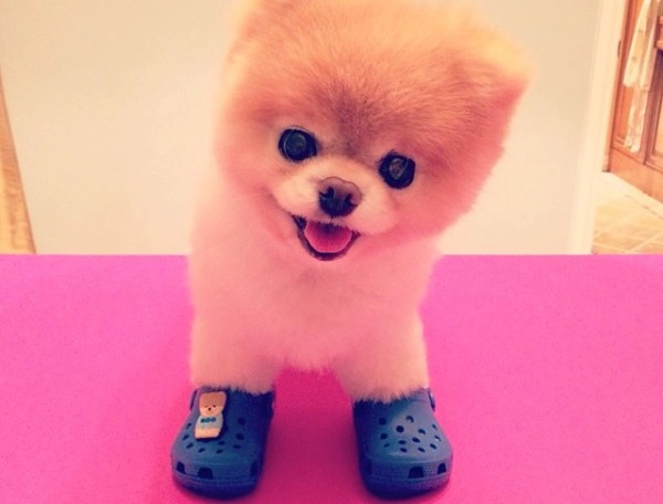 dog crocs